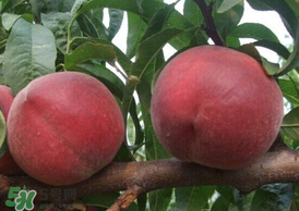 毛桃怎么清洗？毛桃怎么洗干凈？