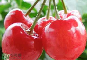 杏和櫻桃能一起吃嗎?杏能和櫻桃一起吃嗎？