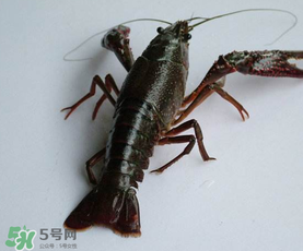 釣龍蝦用腥還是香?釣龍蝦用什么餌最好? 釣龍蝦用腥還是香?釣龍蝦用什么餌最好?