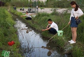 釣龍蝦用什么肉？釣龍蝦用什么肉是最厲害的？