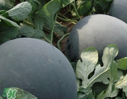 西瓜子是白色的能吃嗎？西瓜籽是白色的能不能吃