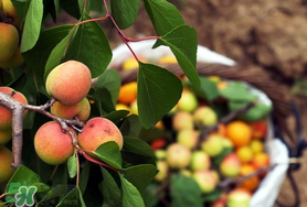 杏怎么催熟？杏怎么放熟的快？