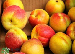 杏和蘋(píng)果可以一起吃嗎？杏子和蘋(píng)果可以一起吃嗎？