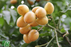 黃皮好吃嗎？黃皮是什么味道？