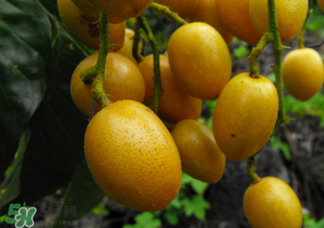 黃皮好吃嗎？黃皮是什么味道？