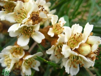 枇杷花怎么煲湯？枇杷花煲湯搭配什么最佳？