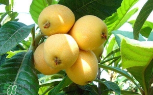 孕婦怎么吃枇杷好？孕婦能吃枇杷膏嗎？