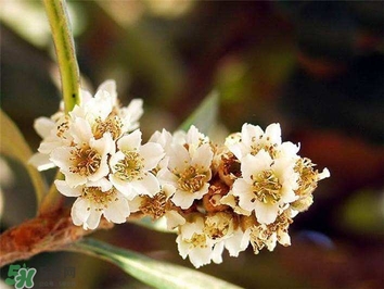 枇杷花怎么煲湯？枇杷花煲湯搭配什么最佳？