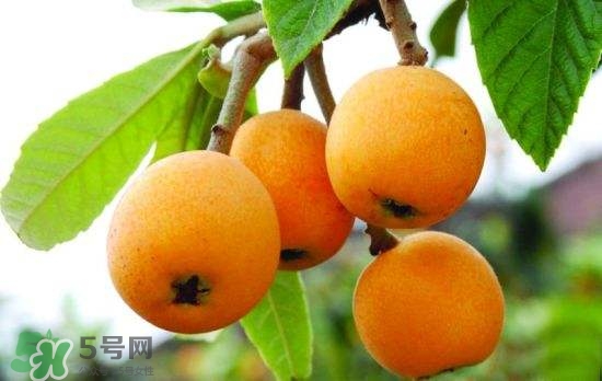 孕婦能吃枇杷嗎？孕婦吃枇杷對胎兒好嗎？