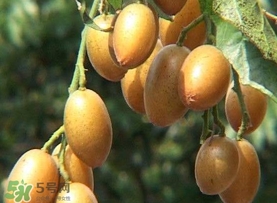 雞心黃皮幾年才掛果？雞心黃皮如何種植管理