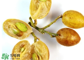 雞心黃皮核可以種植嗎？雞心黃皮核能栽培嗎