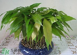 荔枝核能種嗎？荔枝核怎么種出盆栽