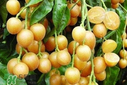 怎么腌制黃皮果？黃皮果的腌制方法