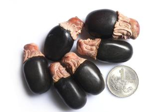 荔枝核能治糖尿病嗎？荔枝核可以降血糖嗎