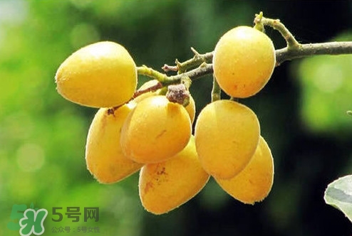 雞心黃皮幾年才掛果？雞心黃皮如何種植管理