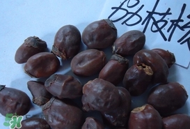 荔枝核怎么吃？荔枝核的功效與作用