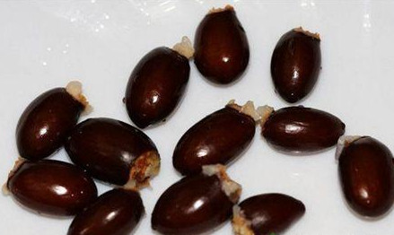 荔枝核有毒嗎？荔枝核能吃嗎