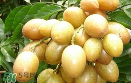 黃皮果怎么扦插？黃皮果種植技術(shù)