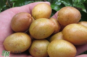 黃皮果可以泡酒嗎？黃皮果泡酒有什么作用