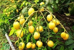 黃皮果可以泡酒嗎？黃皮果泡酒有什么作用