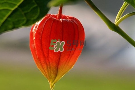 姑娘果多少錢一斤2017？姑娘果哪里有賣