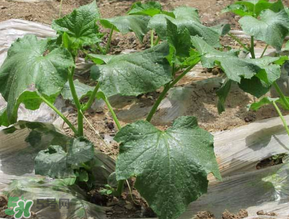 六月可以種黃瓜嗎？黃瓜什么時(shí)候播種？