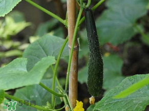 六月可以種黃瓜嗎？黃瓜什么時(shí)候播種？