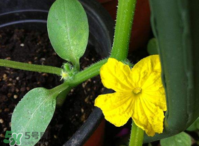 六月可以種黃瓜嗎？黃瓜什么時(shí)候播種？