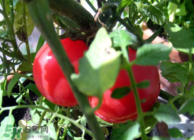 六月份可以種西紅柿嗎？西紅柿什么時(shí)候種？