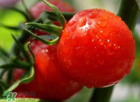 六月份可以種西紅柿嗎？西紅柿什么時(shí)候種？