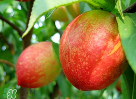 油桃怎么保存不會變軟？油桃怎么保存時間長？