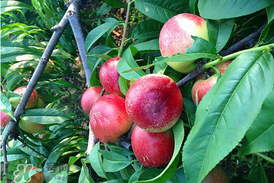 油桃和杏子能一起吃嗎？油桃能和杏子一起吃嗎？