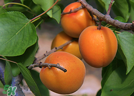 油桃和杏子能一起吃嗎？油桃能和杏子一起吃嗎？