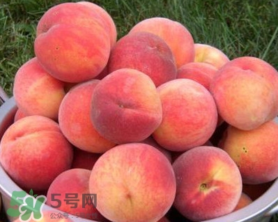 血桃?guī)啄陹旃?？血桃葉子什么顏色