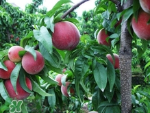 血桃?guī)啄陹旃?？血桃葉子什么顏色