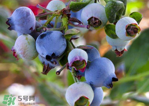 蘋果和藍(lán)莓能一起吃嗎？蘋果和藍(lán)莓干能一起吃嗎？