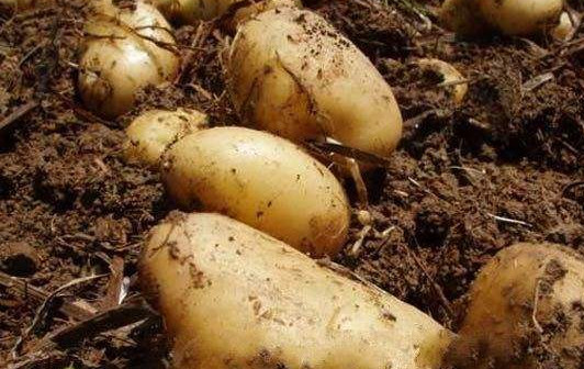 馬鈴薯怎么保存不發(fā)芽？馬鈴薯如何保存不變綠