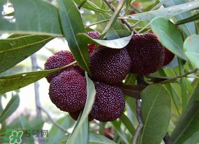 楊梅籽可以吞下去嗎？楊梅籽吞下去了怎么辦？