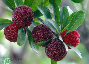 楊梅籽可以吞下去嗎？楊梅籽吞下去了怎么辦？