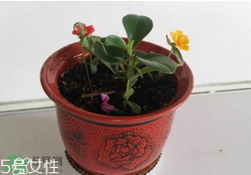 楊梅籽可以種嗎？楊梅籽怎么種小盆栽?？