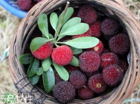 楊梅籽可以種嗎？楊梅籽怎么種小盆栽?？