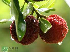 楊梅一天最多吃多少？楊梅一次能吃多少？