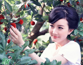 楊梅一天最多吃多少？楊梅一次能吃多少？