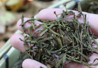 螃蟹腳茶哪些人不能喝？螃蟹腳茶哪些人能喝