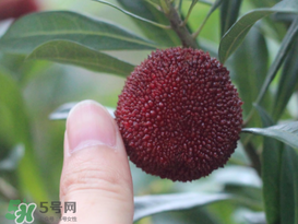 楊梅放冰箱能放幾天？楊梅可以放冰箱嗎？