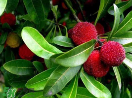 楊梅和花生能一起吃嗎？吃了楊梅還能吃生花生嗎？