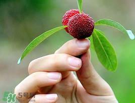 楊梅和花生能一起吃嗎？吃了楊梅還能吃生花生嗎？