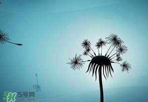 蒲公英開(kāi)花了還能吃嗎？蒲公英開(kāi)花的好還是不開(kāi)花的好？