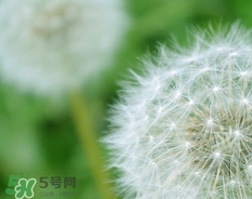 蒲公英開(kāi)花了還能吃嗎？蒲公英開(kāi)花的好還是不開(kāi)花的好？