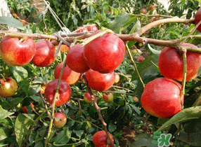 油桃和西紅柿能一起吃嗎？毛桃和西紅柿能一起吃嗎？